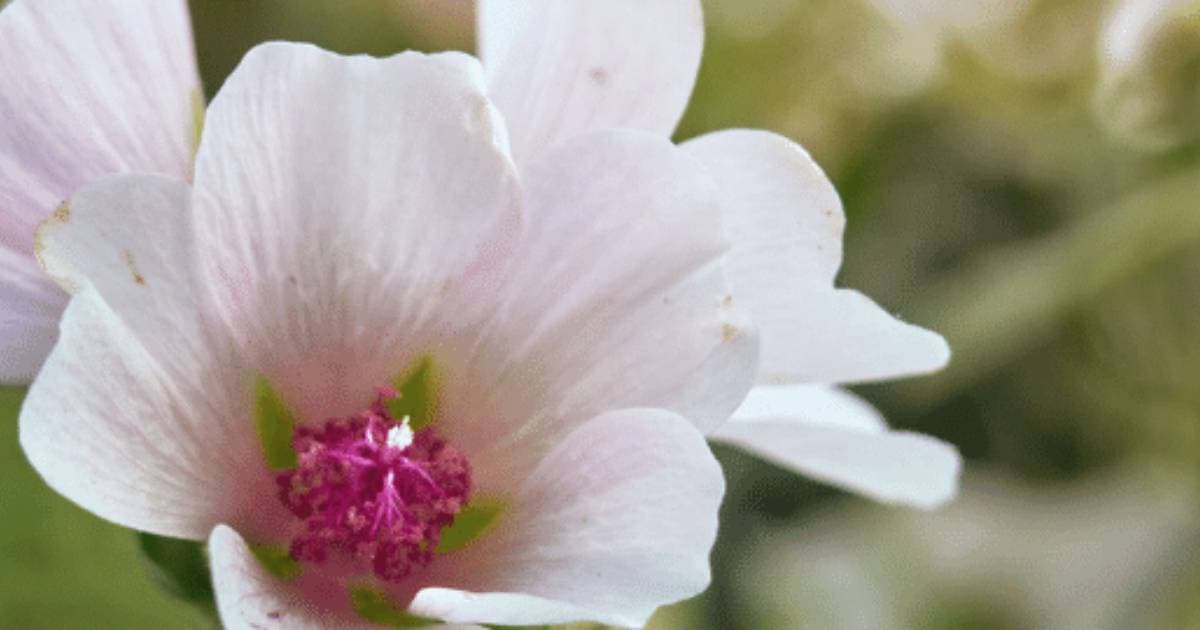 Malva Blanca